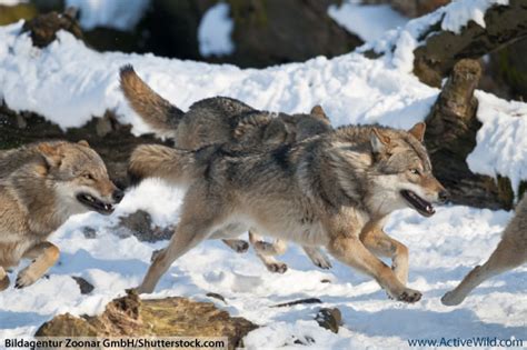 Eurasian Wolf Facts For Kids & Adults: Pictures, Information & Video