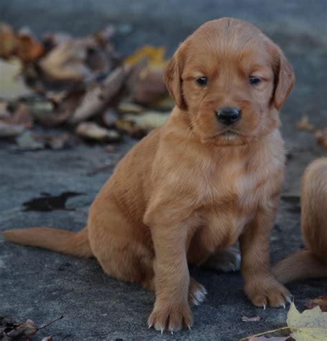 Beautiful dark red AKC Golden Retriever puppy for sale from New England breeders - Windy Knoll ...