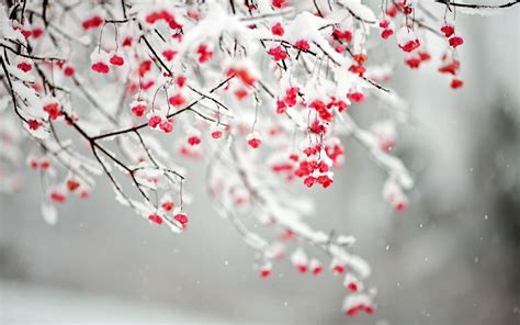 Winter Flower Desktop Wallpapers - Top Free Winter Flower Desktop ...