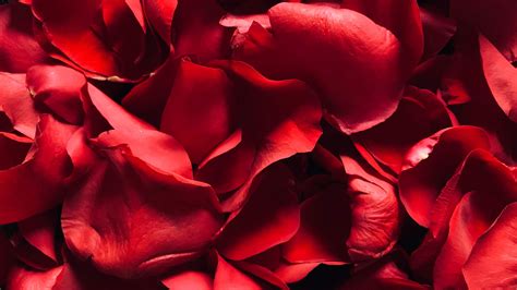 Red Rose Wallpaper 4K, Rose Petals, Floral