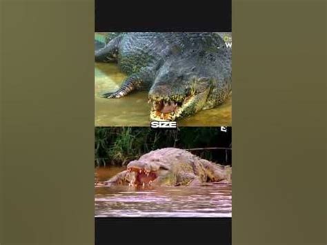 Lolong vs gustave - YouTube