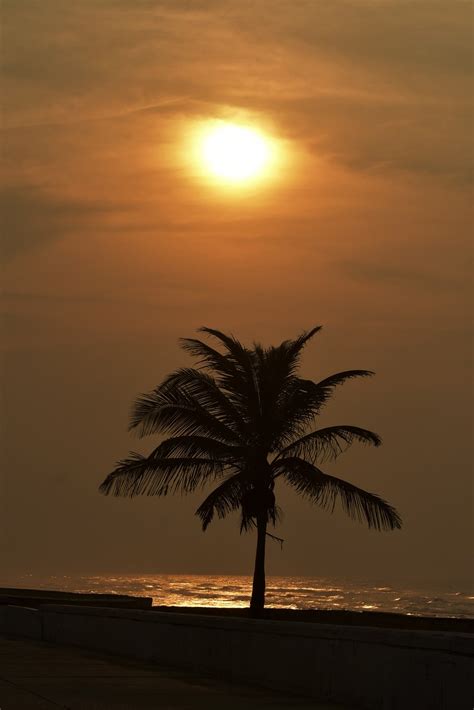 Sunset Beach Palm Tree - Free photo on Pixabay