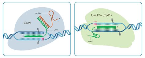 CRISPR genome editing