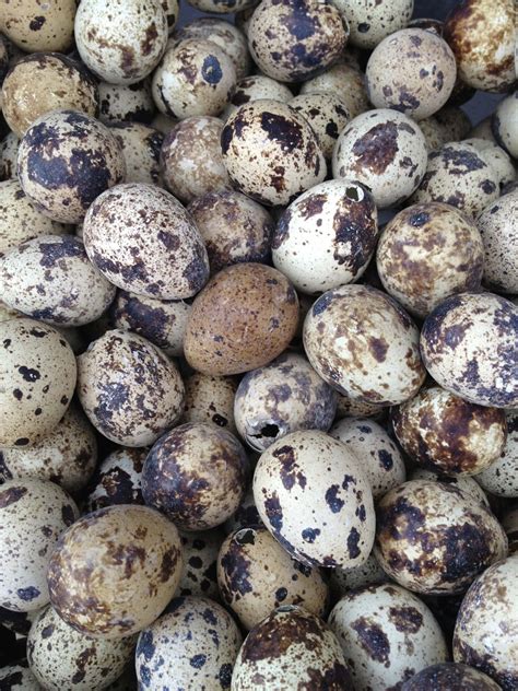 Harvesting Fertile Quail Eggs for Incubation - Sandy Soil Farms