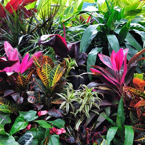 Tropical Plant Garden Design - Urban Style Design