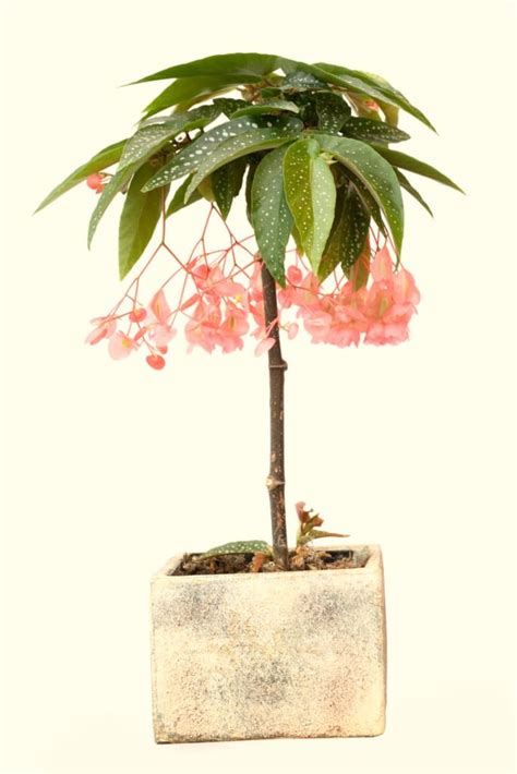 Tamaya Begonia - Growing and Care