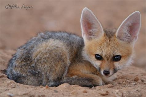 Pin by Ernesto Vallejos on Zorros | Pet fox, Fox, Amazing animal pictures