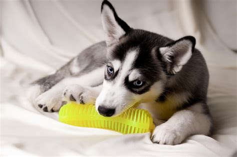 Premium Photo | Siberian husky puppy playing with a toy