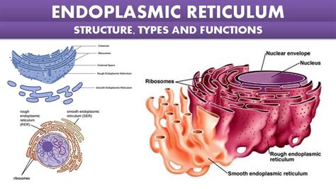 Endoplasmic Reticulum Structure Types And Functions Class Neet | My XXX Hot Girl