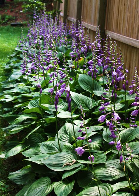 Image result for hostas for sale | Shade plants, Flowering shade plants, Shade garden plants