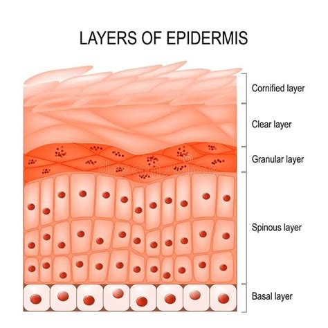 Layers of epidermis vector illustration | Epidermis, Skin anatomy, Skin cells