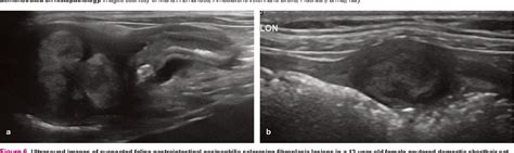 Feline abdominal ultrasonography: What’s normal? What’s abnormal? The diseased gastrointestinal ...