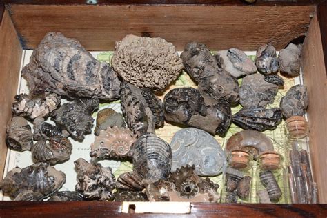 A collection of fossils held within an early Victorian box in Antique Boxes