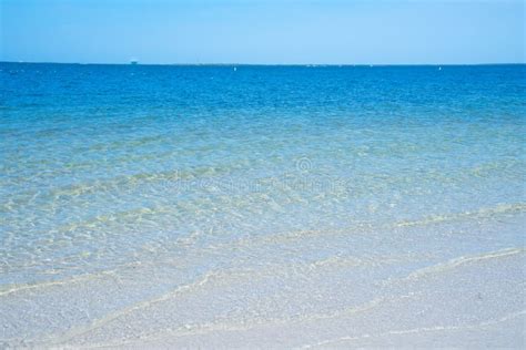 Florida palm harbor beach stock photo. Image of bird - 140827332