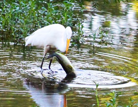 Positive Thinking | This Great White Egret stared at a spot … | Flickr