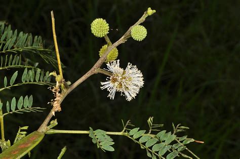 Leucaena leucocephala (Fabaceae) image 109701 at PhytoImages.siu.edu