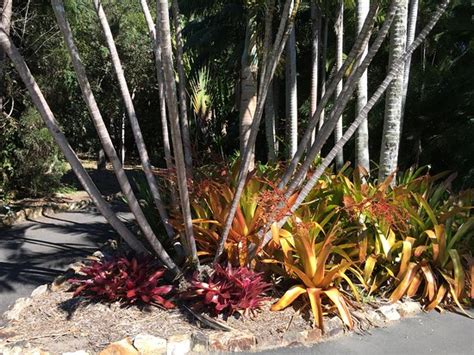 Noosa Botanic Gardens (Cooroy): UPDATED 2019 All You Need to Know ...