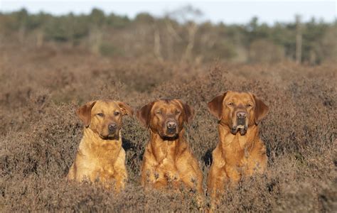 The rise (and rise) of the fox-red labrador - The Field