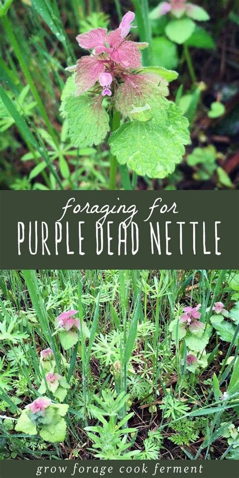 Foraging for Purple Dead Nettle: an edible backyard weed