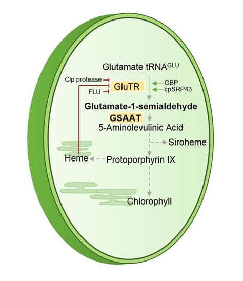 Schematic depiction of plastidic tetrapyrrole biosynthesis starting ...