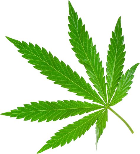 Cannabis PNG transparent image download, size: 1794x1966px