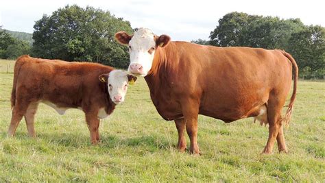 Breeding and rearing Miniature Hereford cattle off grass - Farmers Weekly