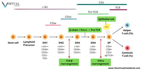 T cell development and maturation - The Virtual Notebook