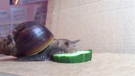 Timelapse, Giant African Land Snail eating - YouTube