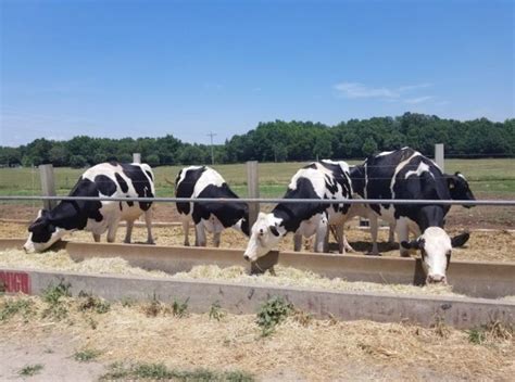 Visit Happy Cow Creamery Dairy Farm In South Carolina For Delicious Ice Cream And Chocolate Milk ...