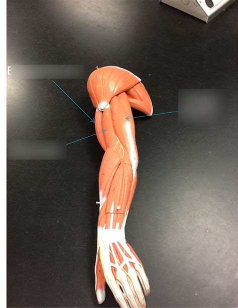 Model Arm Muscles Diagram | Quizlet