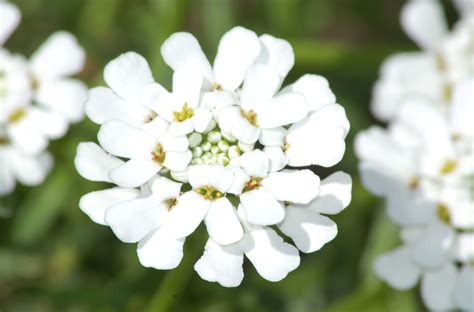 How to Grow Candytuft (Iberis Sempervirens) in Your Garden