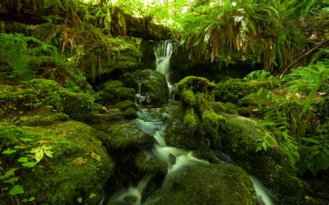 Forest Jungle Green Stream Timelapse Moss Fern Rocks Stones HD ...