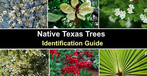 18 Native Texas Trees (With Pictures) - Identification Guide