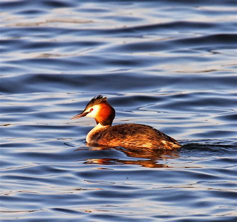 HOODED GREBE photos - wallpapers | the fun bank