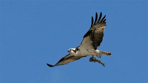 Wildlife photographer captures osprey carrying shark, carrying fish in ...