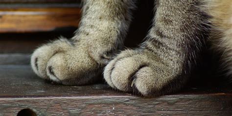 Declawing in cats: why it is unacceptable | International Cat Care