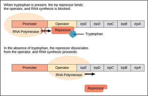 Biology, Genetics, Gene Expression, Prokaryotic Gene Regulation | OER Commons