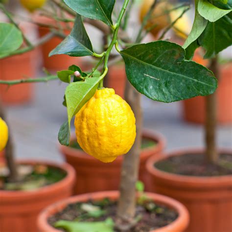 How to Grow an Indoor Lemon Tree | Indoor Gardening