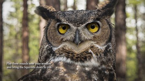 Identifying Great Horned Owl Calls, Hoots, and Sounds (with AUDIO clips ...