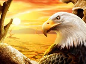 Download Eagle Animal Bald Eagle Wallpaper
