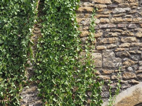 Premium Photo | Ivy plant wall