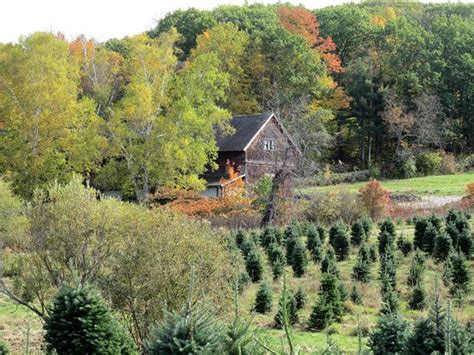 The Rocks Estate and Christmas Tree Farm (Bethlehem) - 2021 All You Need to Know BEFORE You Go ...