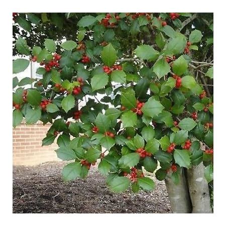 Amazon.com : American Holly Tree Seeds (Ilex opaca) 40+Seeds : Patio, Lawn & Garden