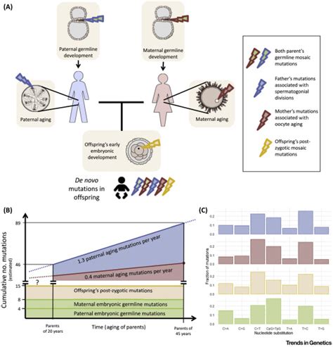 De Novo Mutations Reflect Development and Aging of the Human Germline: Trends in Genetics