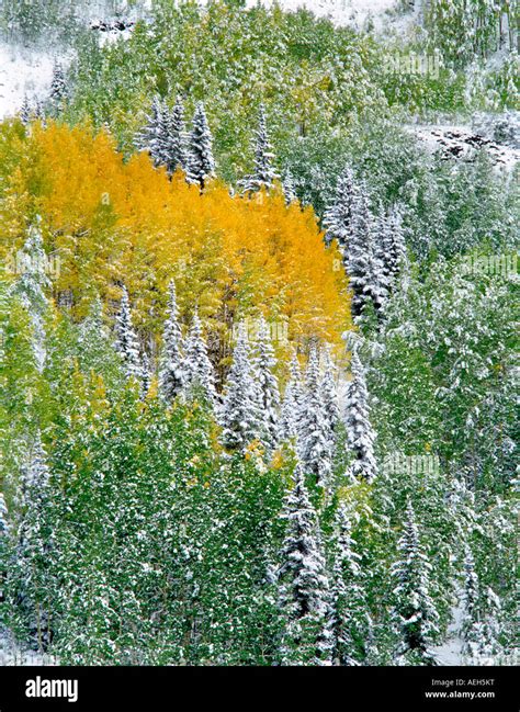 Snow and fall colored aspens in conifer forest San Juan Mountains Uncompahgre National Forest ...