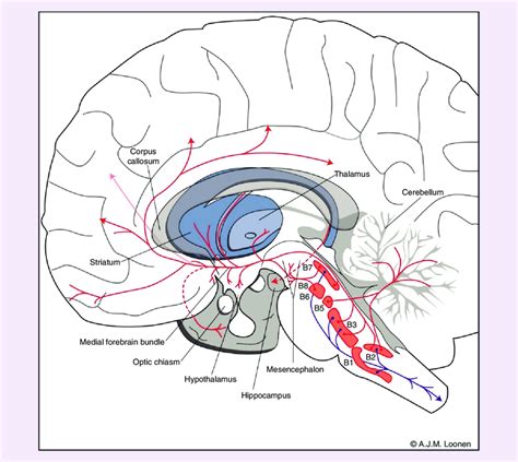 Serotonergic neurotransmitter system. Cell bodies are found in raphe ...