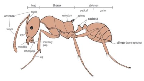 Ant Identification Guide - How To Identify Ants - DoMyOwn.com