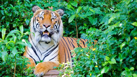 Hear them roar: South Korea to open Asia’s largest ‘tiger forest ...