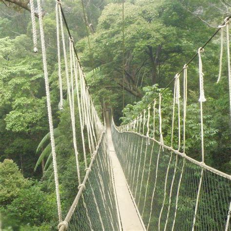 Taman Negara National Park (Pahang) - Alles wat u moet weten VOORDAT je ...