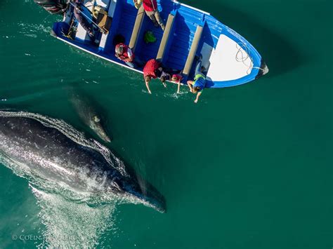 Whale Watching in Magdalena Bay: 2 Days/1 Night - TOSEA